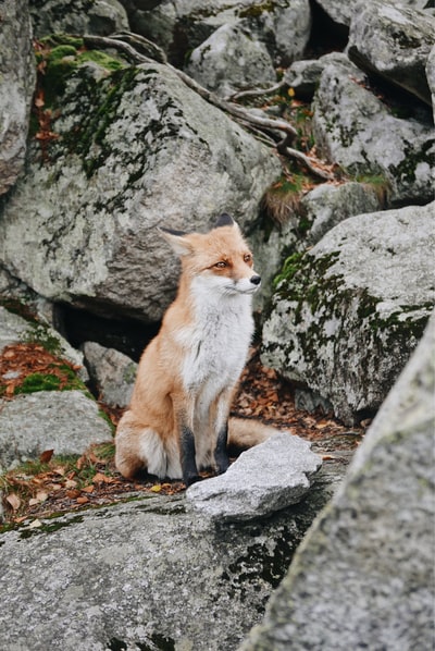 白色和棕色狐狸坐在落基山
